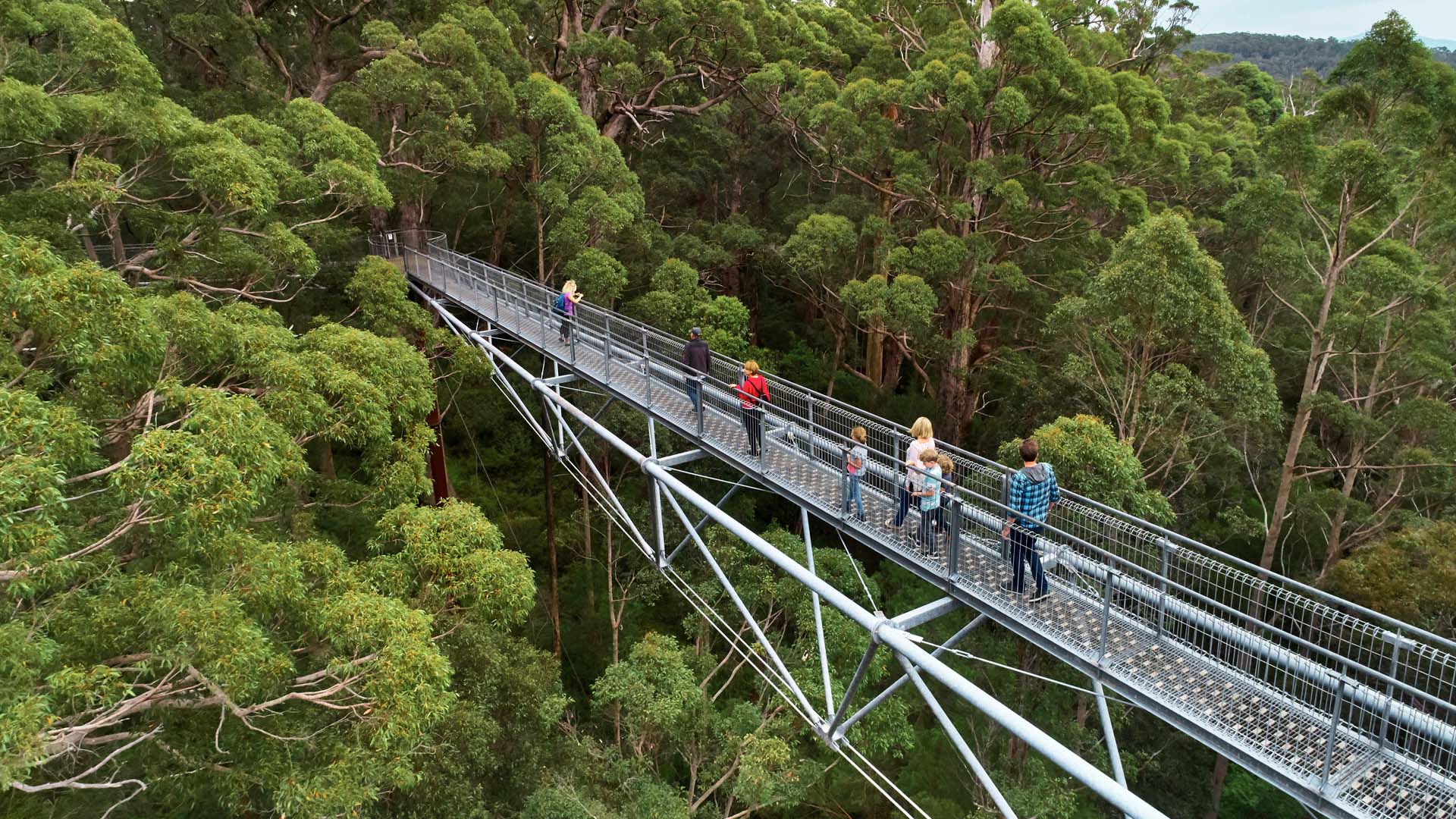 Valley of the Giants TreeTop Walk with Lunch