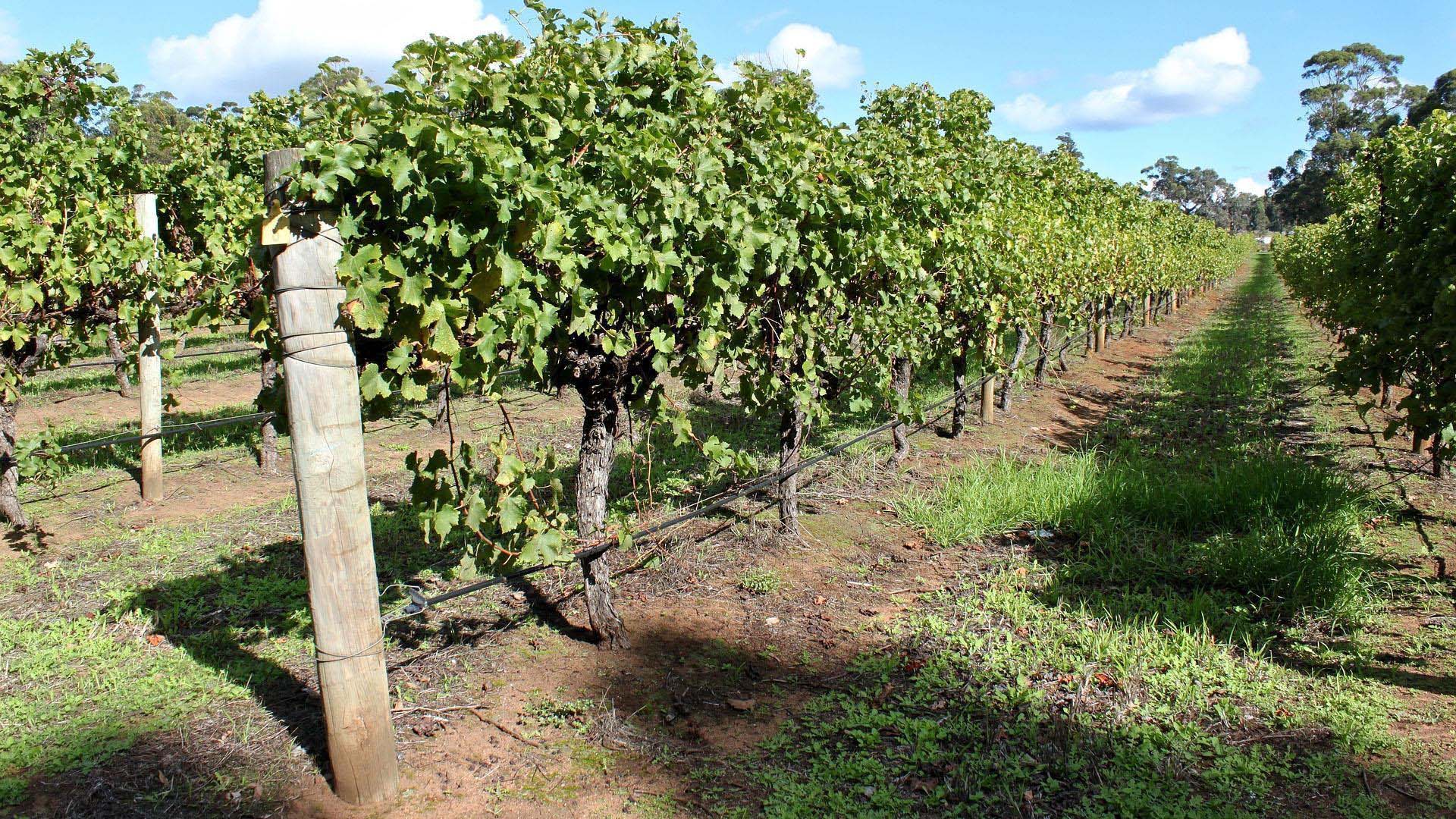 Margaret River Luxury Wine Tour