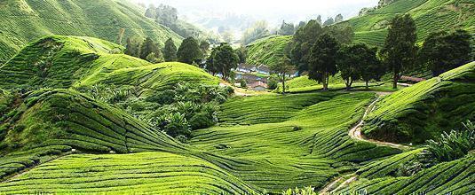 Penang tours and cruises | Cameron Highlands fr £299 | DialAFlight™